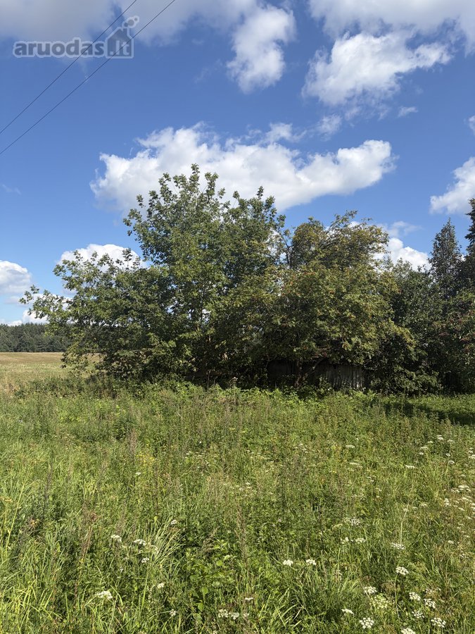 Jauki sodyba 10 km nuo Druskininkų – gamtos - nuotraukos Nr. 26