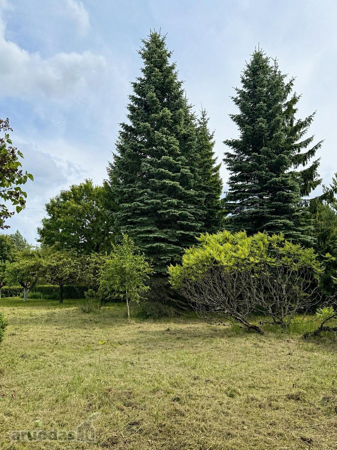 Erdvus Namas Su 33 Arų Sklypu, Brandžiu Sodu - nuotraukos Nr. 11