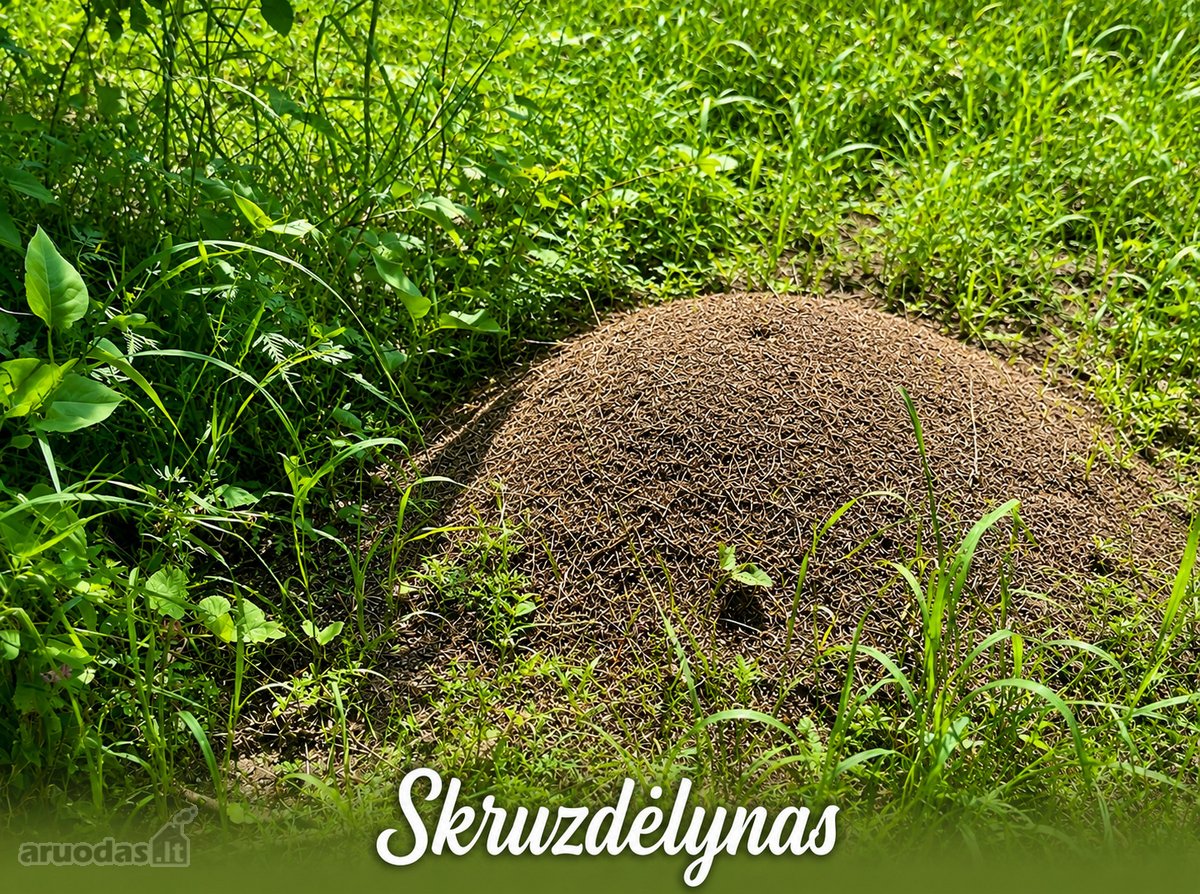 Istorinė Šeimaties Mokykla – Vieta, Kurią - nuotraukos Nr. 22