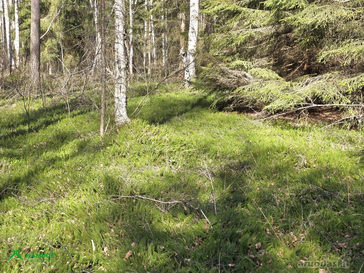 12 Ha Sklypas Su 200 Metrų Švento Ežero - nuotraukos Nr. 6