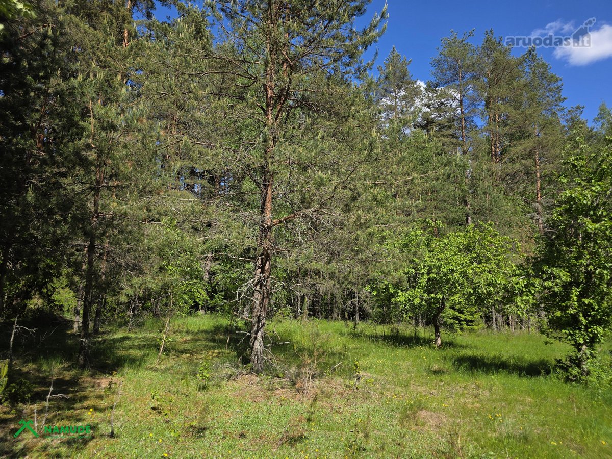 12 Ha Sklypas Su 200 Metrų Švento Ežero - nuotraukos Nr. 7
