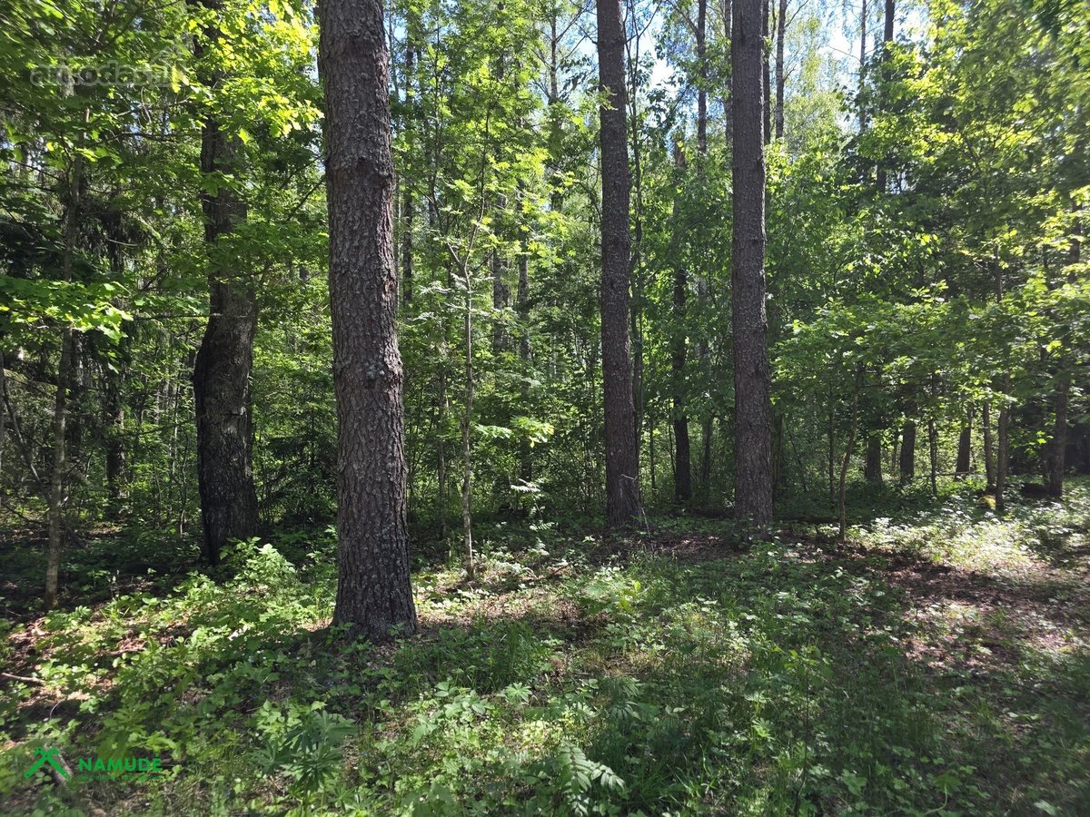 12 Ha Sklypas Su 200 Metrų Švento Ežero - nuotraukos Nr. 8