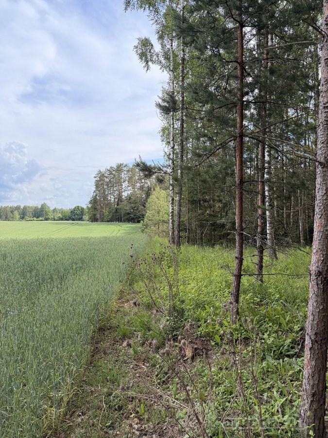 Sklypas pušyne. Kaina 20000 eur. - nuotraukos Nr. 5
