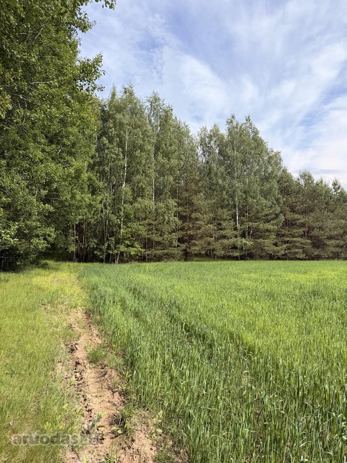Sklypas pušyne. Kaina 20000 eur. - nuotraukos Nr. 6