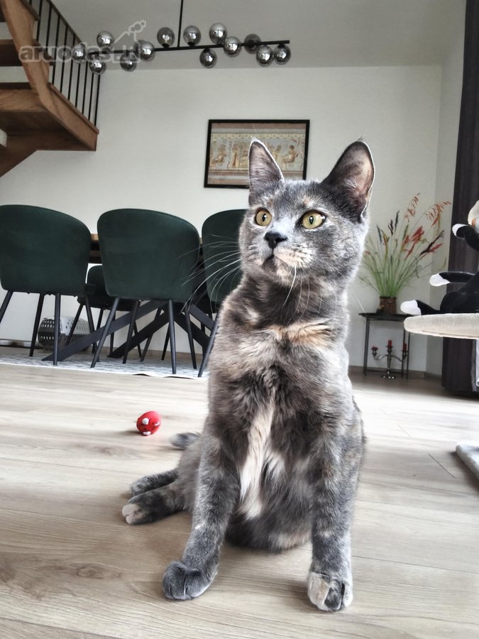 Parduodamas naujos statybos kotedžas - nuotraukos Nr. 8