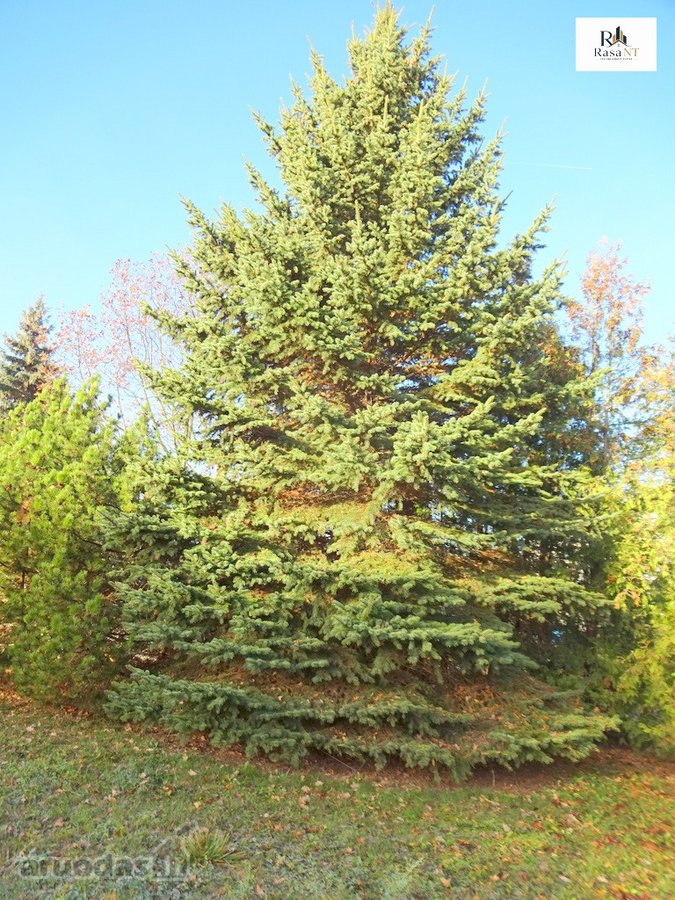Parduodamas erdvus 15a sklypas Šarkaičių g. - nuotraukos Nr. 7