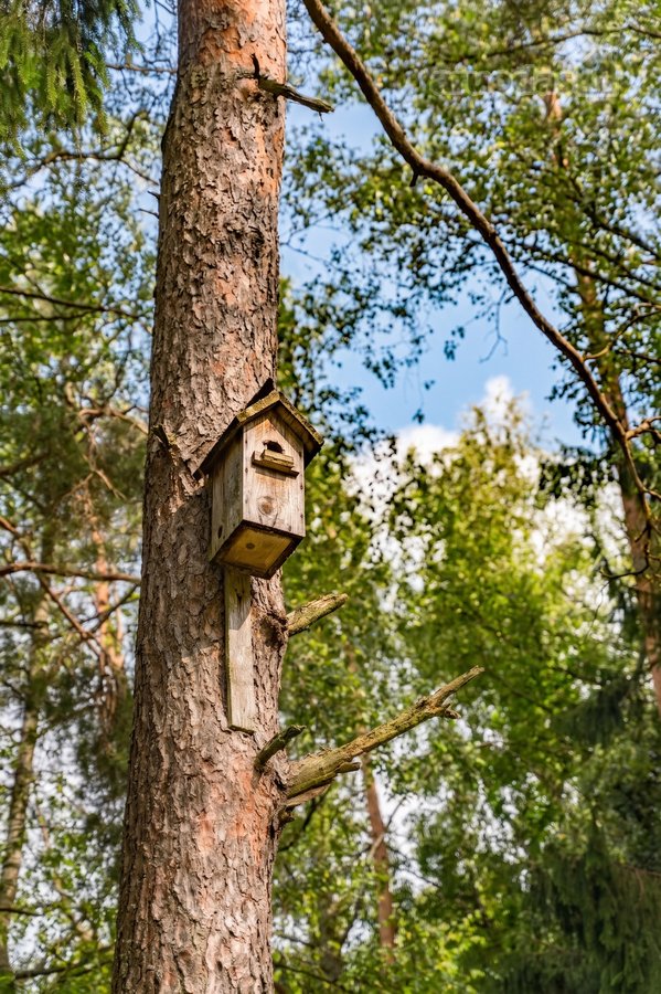 Išskirtinėje vietoje, apsuptoje miško ir - nuotraukos Nr. 31