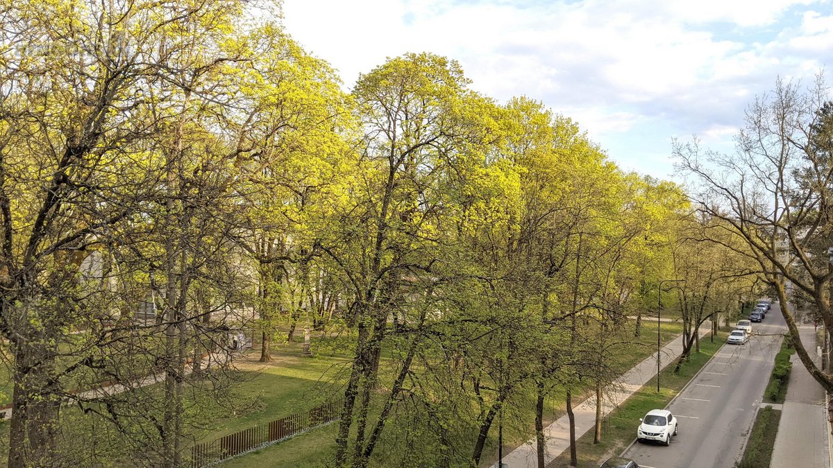 Visi buto langai žiūri į žalią parką ant - nuotraukos Nr. 17