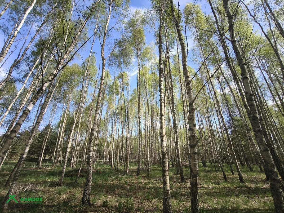 Parduodamas išpuoselėtas 4,43 ha bendro ploto - nuotraukos Nr. 7