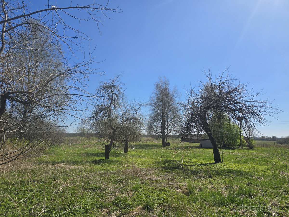 Jau koks žavus pusdvaris laukia savųjų - nuotraukos Nr. 10