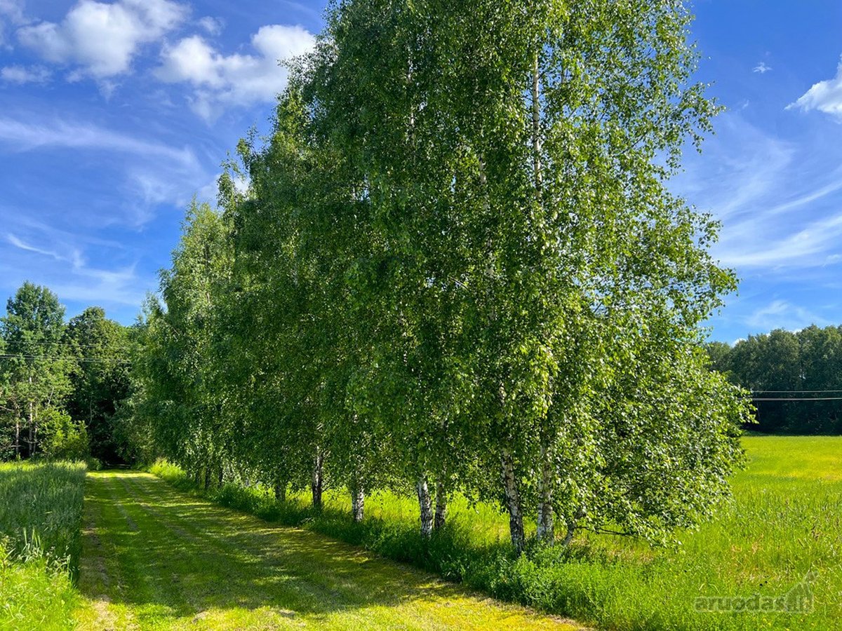 Ilgaamžių Medžių Apsupty Parduodamas - nuotraukos Nr. 27