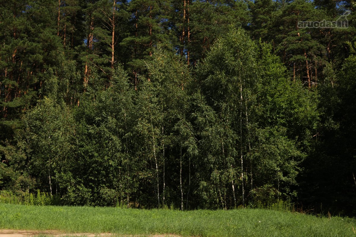 Parduodamas namų valdos sklypas Mažuosiuose - nuotraukos Nr. 10