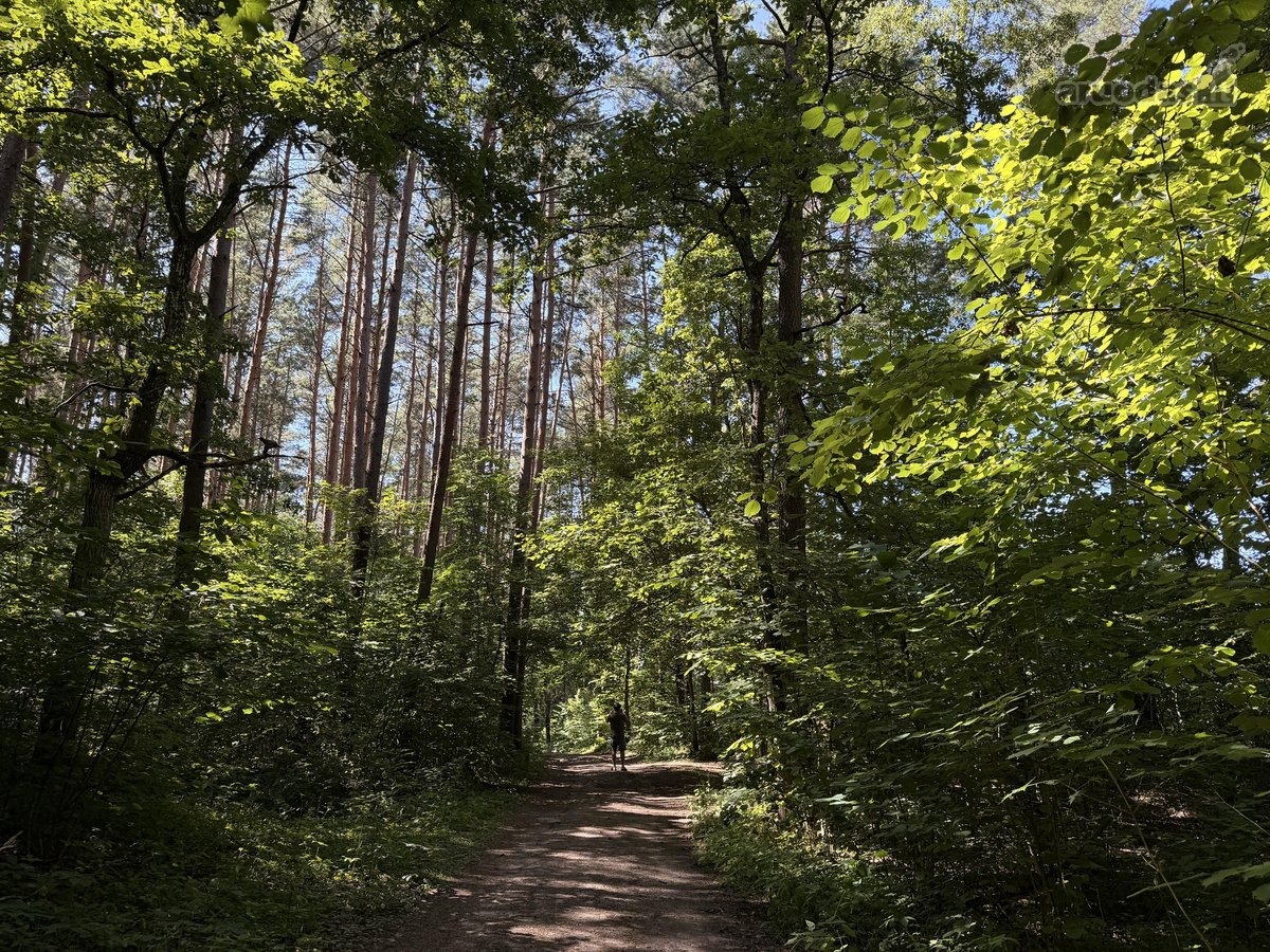 Parduodamas namų valdos sklypas Mažuosiuose - nuotraukos Nr. 13