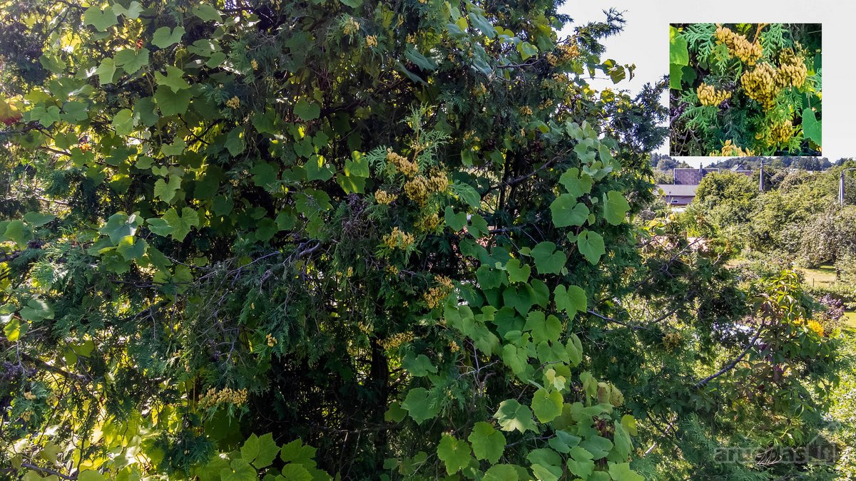Namai Sode, Kuris Augo Dar Tada, Kai Apie - nuotraukos Nr. 46