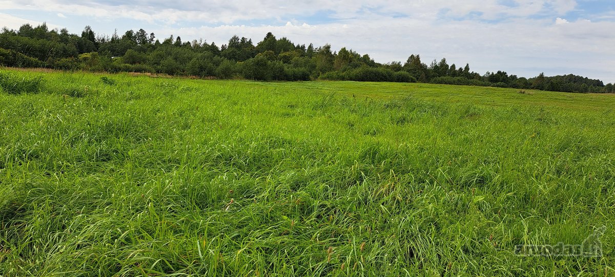 Klaipėdos r. sav., Auksoro k. - nuotraukos Nr. 7