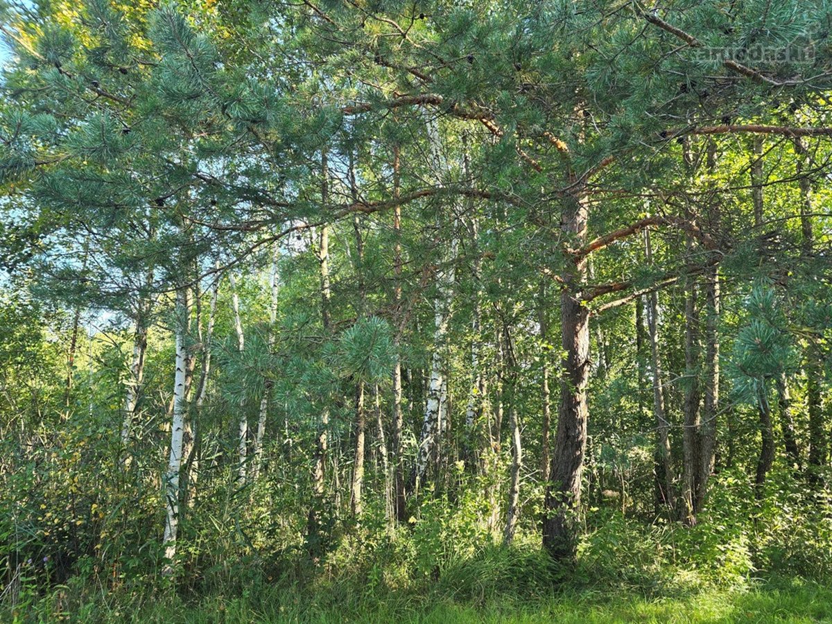 Su sklypu prie ežero, miškų, ežerų, kalvų ir - nuotraukos Nr. 27