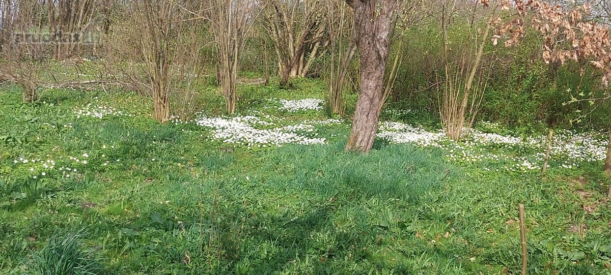 Sodyba tikrai sena ir autentiška, kai kurie - nuotraukos Nr. 9