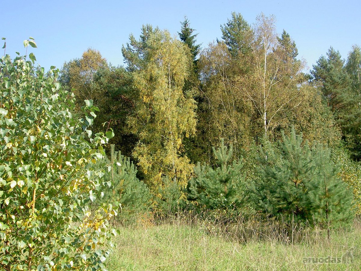 Parduodamas išskirtinis, net 8,4 hektarų - nuotraukos Nr. 11