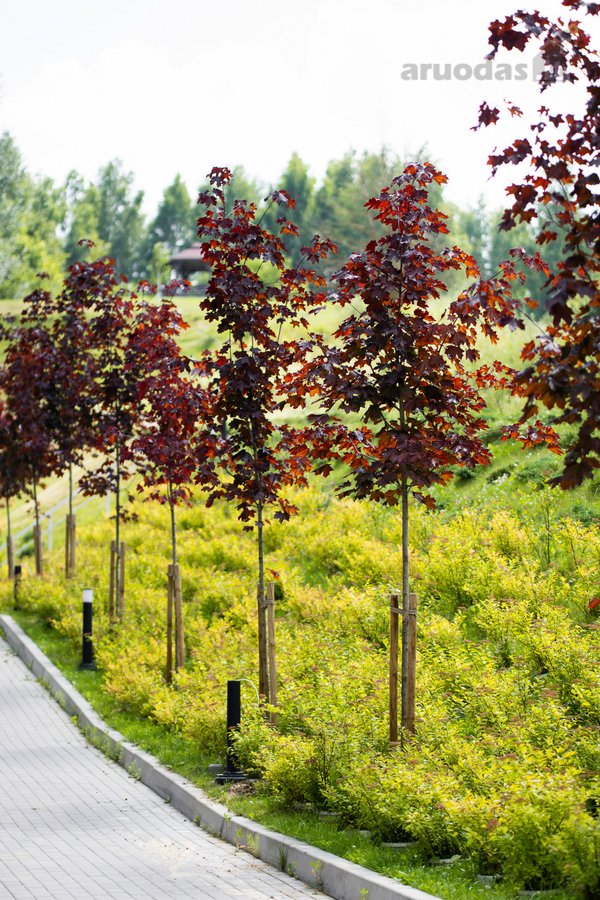 Parduodamas Naujai Įrengtas Funkcionalus 3-jų - nuotraukos Nr. 18