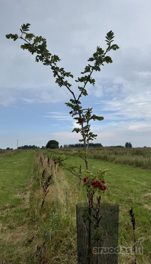 Parduodu 6.22 ha sklypo dalį iš 9,57 ha, su - nuotraukos Nr. 3