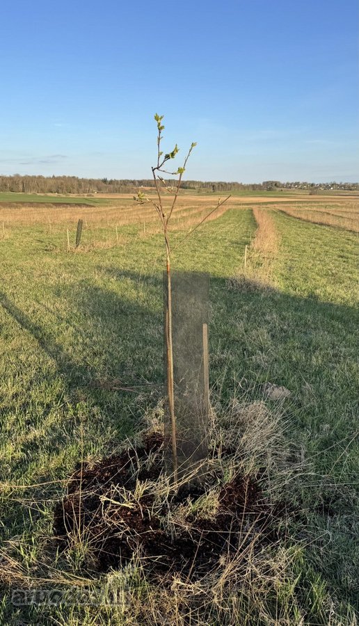 Parduodu 6.22 ha sklypo dalį iš 9,57 ha, su - nuotraukos Nr. 4