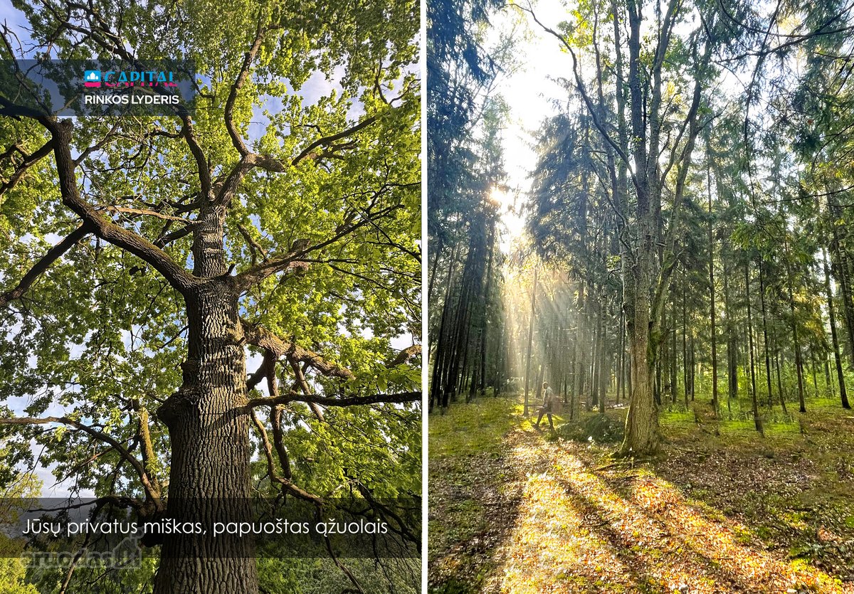 Sengirės Ir Ąžuolų Apsuptyje Prie Neries – - nuotraukos Nr. 11