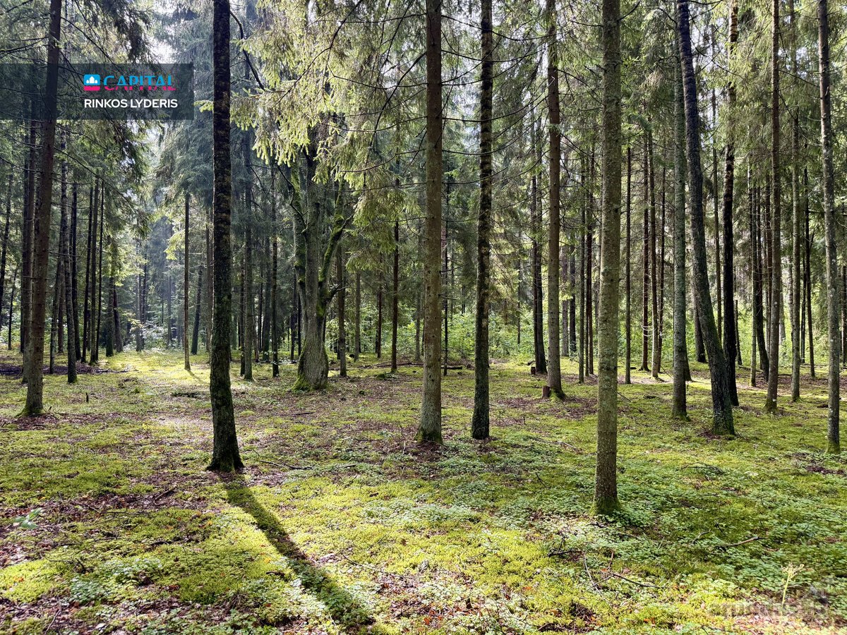Sengirės Ir Ąžuolų Apsuptyje Prie Neries – - nuotraukos Nr. 12