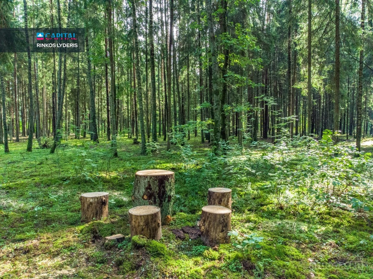 Sengirės Ir Ąžuolų Apsuptyje Prie Neries – - nuotraukos Nr. 13