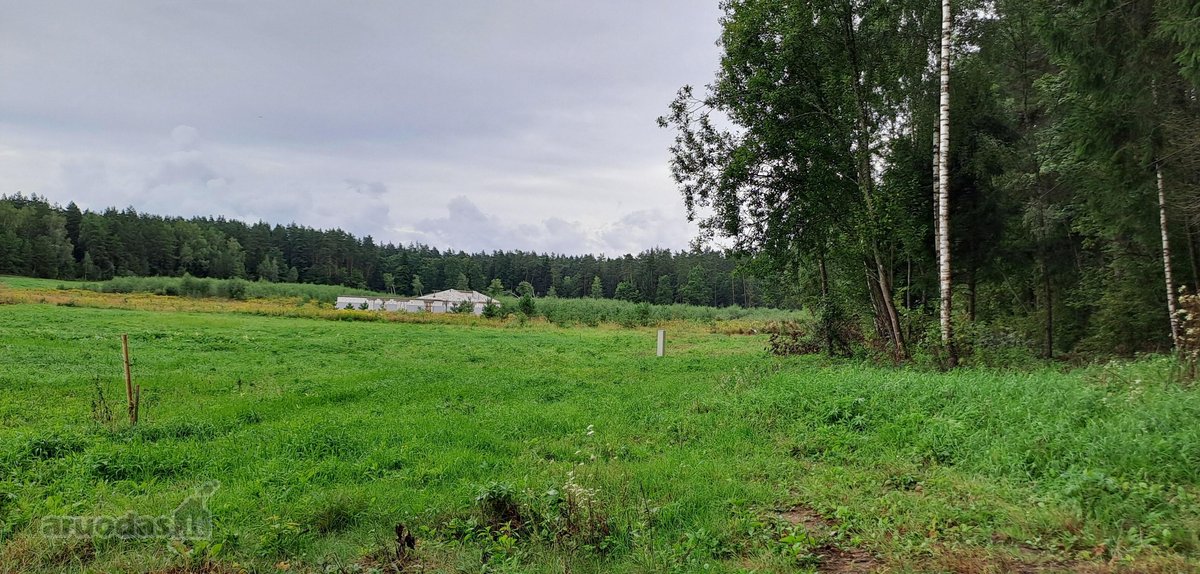 Miško apsuptyje, naujai besiformuojančiame - nuotraukos Nr. 14