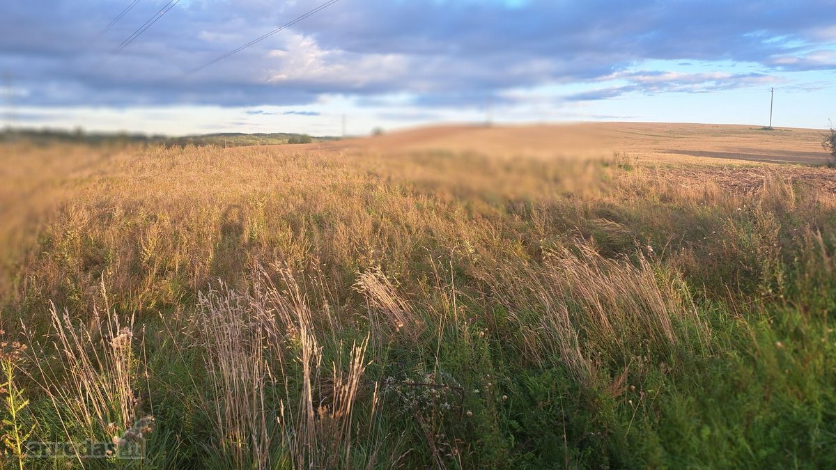 Parduodamas 5,90 ha žemės ūkio paskirties - nuotraukos Nr. 5