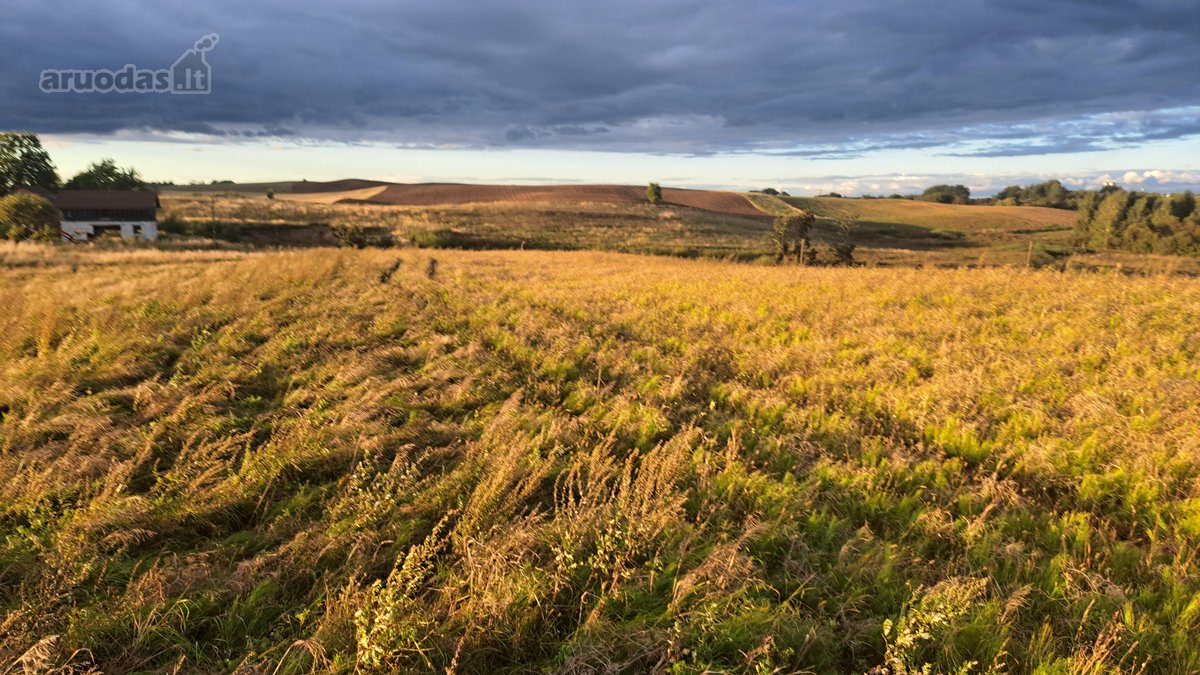 Parduodamas 5,90 ha žemės ūkio paskirties - nuotraukos Nr. 9