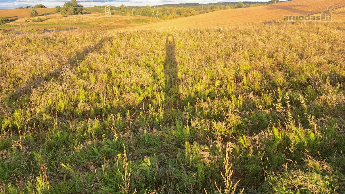 Parduodamas 5,90 ha žemės ūkio paskirties - nuotraukos Nr. 11