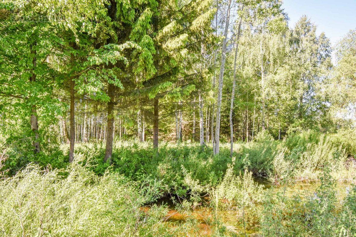 8,55 ha žemės sklypas su sodyba - nuotraukos Nr. 16