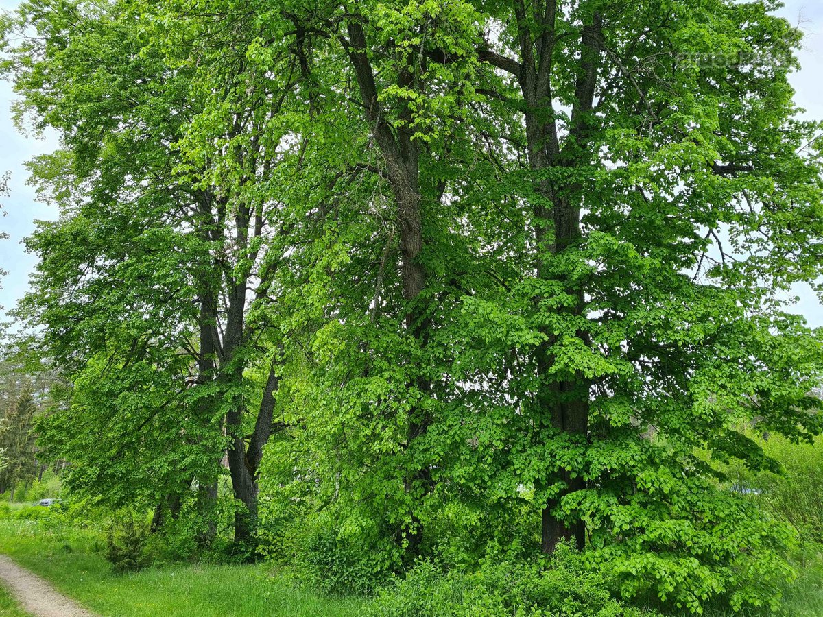 Du gretimi sklypai (12,2 ir 15,5 a) uždarame - nuotraukos Nr. 12