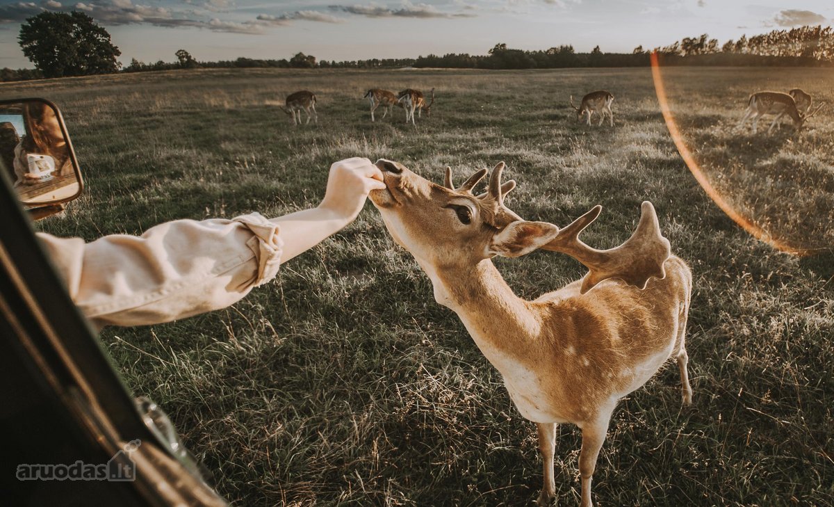 Parduodamas Privatus Safari Parkas Lietuvoje - nuotraukos Nr. 17
