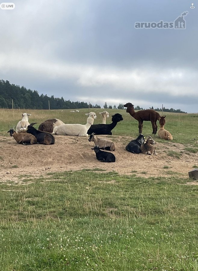 Parduodamas Privatus Safari Parkas Lietuvoje - nuotraukos Nr. 19