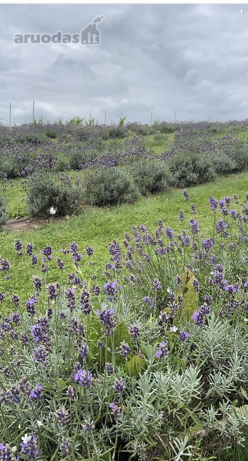 Parduodamas Privatus Safari Parkas Lietuvoje - nuotraukos Nr. 20