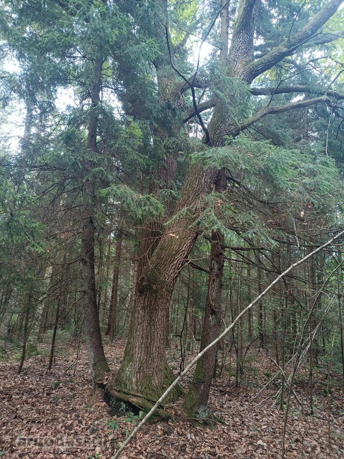 Parduodamas 15.8ha miškų ūkio paskirties sklypas - nuotraukos Nr. 2