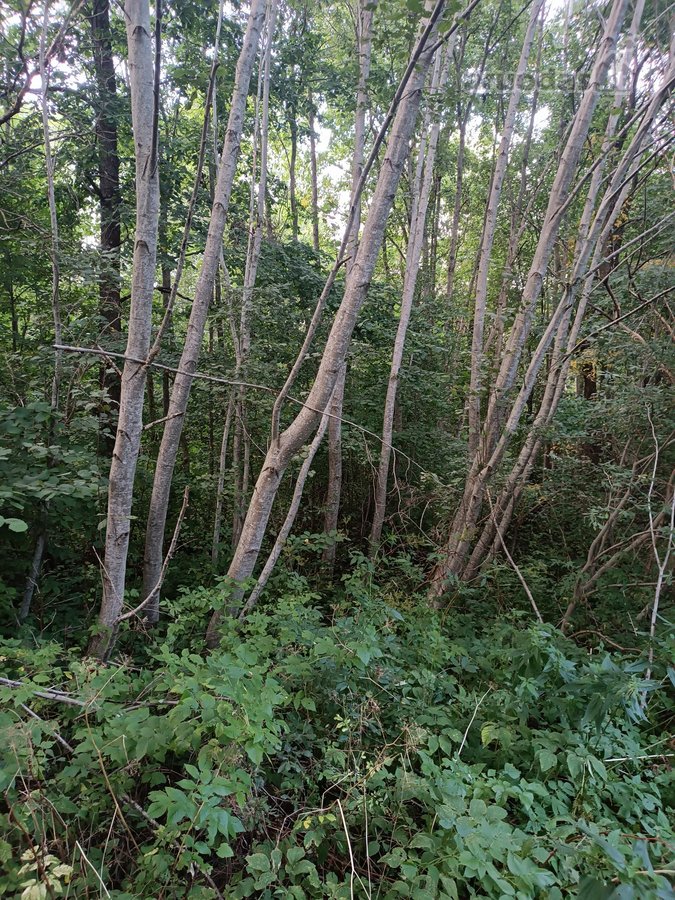 Parduodamas 15.8ha miškų ūkio paskirties sklypas - nuotraukos Nr. 4