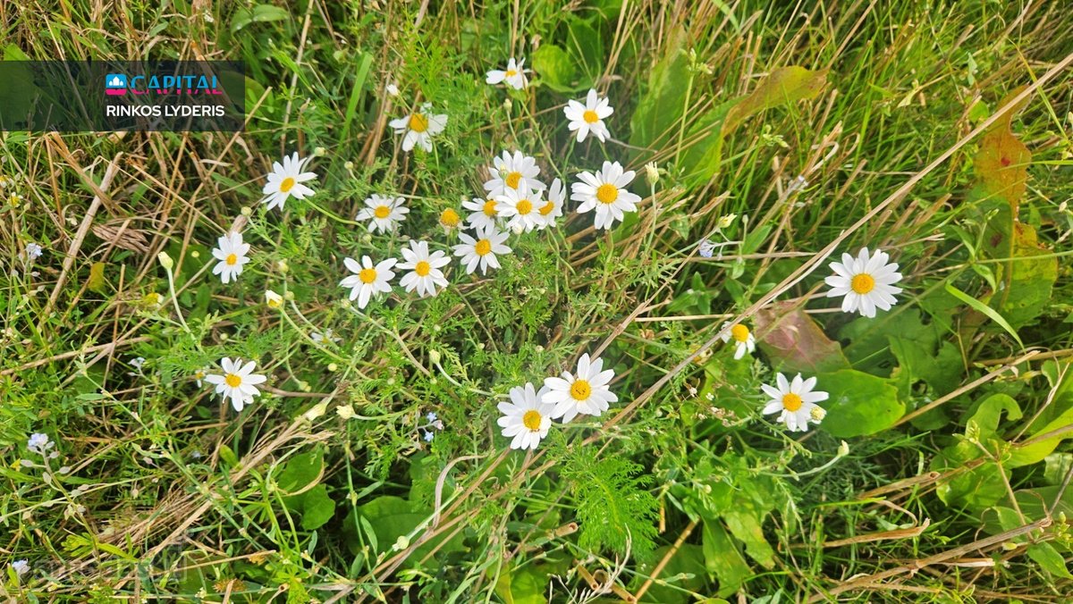 Parduodamas Besiribojantis Su Tvenkiniu, 3 - nuotraukos Nr. 9