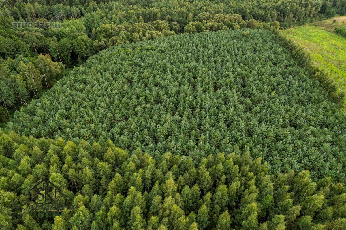 Parduodamas 1.9950 Ha Miškų Ūkio Sklypas - nuotraukos Nr. 4