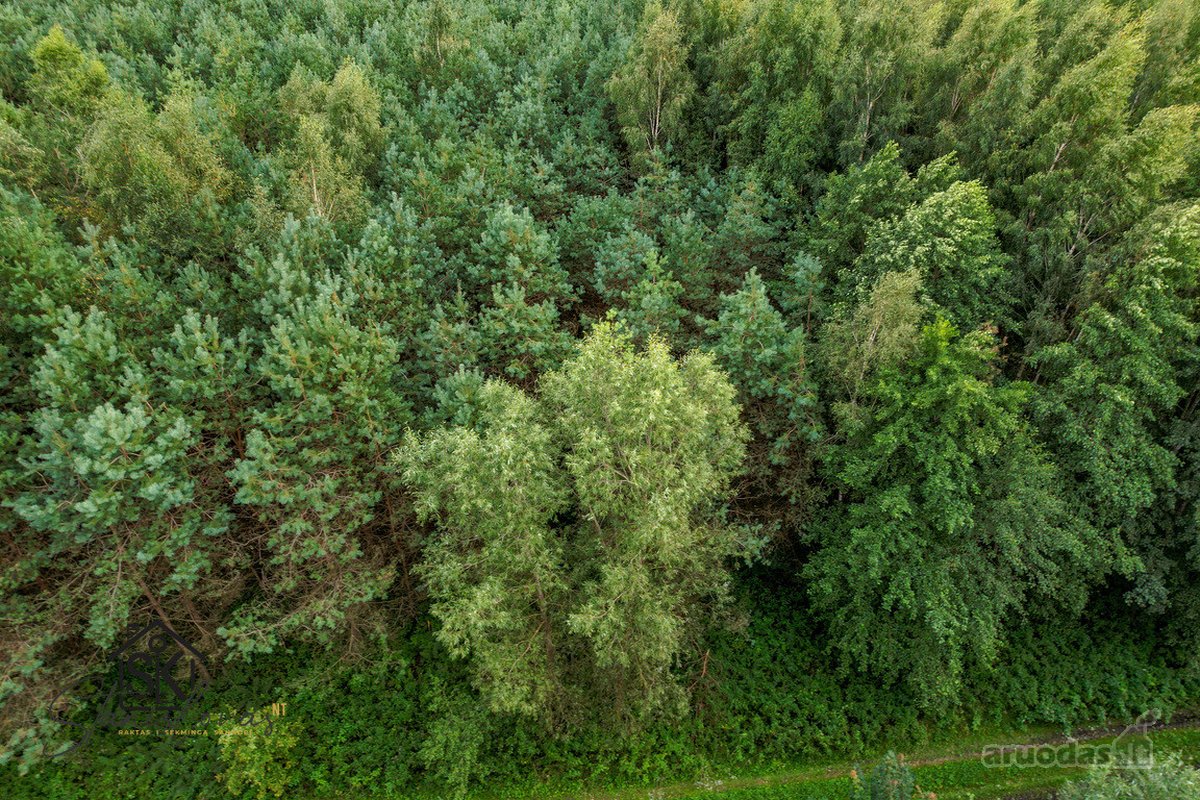 Parduodamas 1.9950 Ha Miškų Ūkio Sklypas - nuotraukos Nr. 7