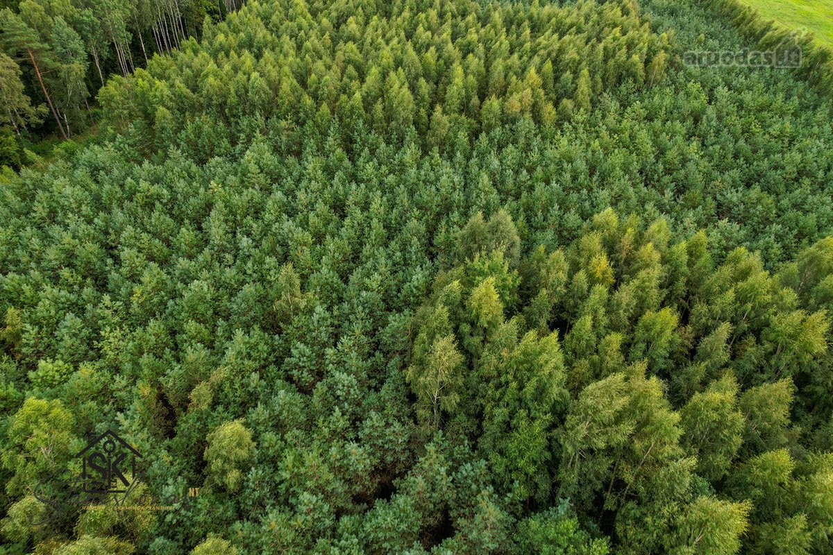 Parduodamas 1.9950 Ha Miškų Ūkio Sklypas - nuotraukos Nr. 9