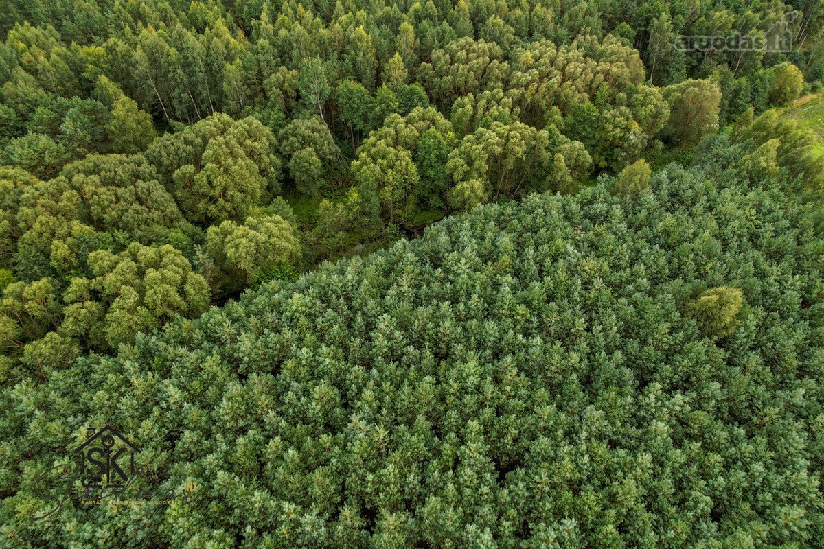 Parduodamas 1.9950 Ha Miškų Ūkio Sklypas - nuotraukos Nr. 11