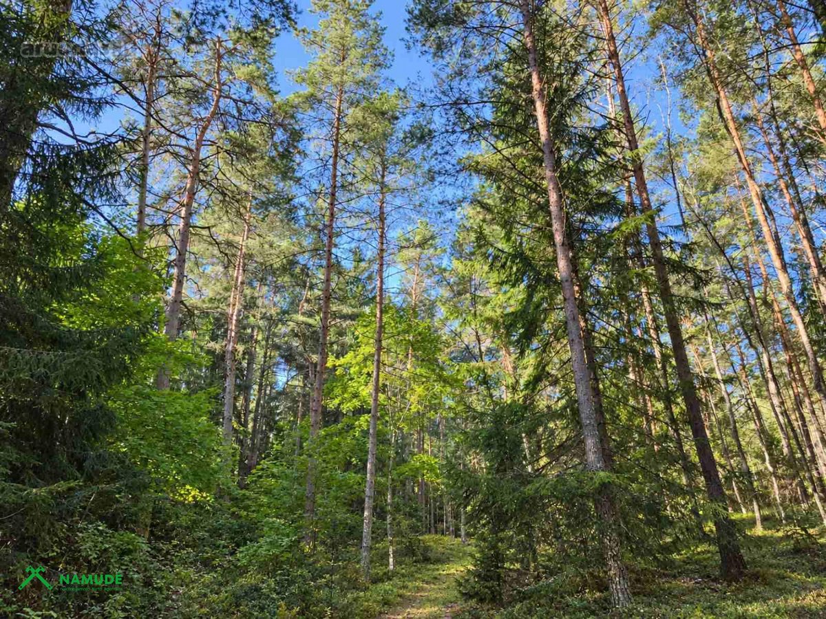 Parduodama namo dalis šalia Gražutės miško ir - nuotraukos Nr. 12