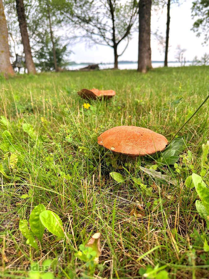 Nuostabi vieta gyventi. - nuotraukos Nr. 45