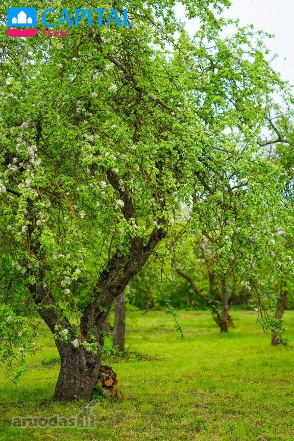 Parduodama unikali sodyba - buvusio - nuotraukos Nr. 13