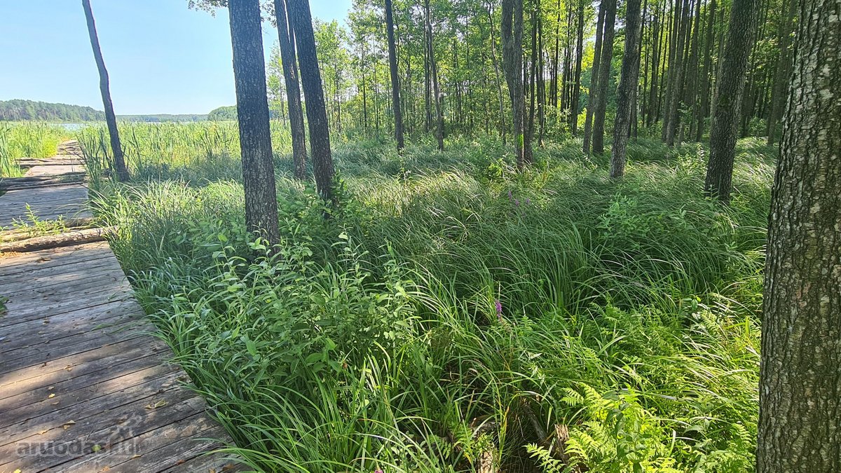 Parduodamas 2,66 ha sklypas prie Lieluko - nuotraukos Nr. 5