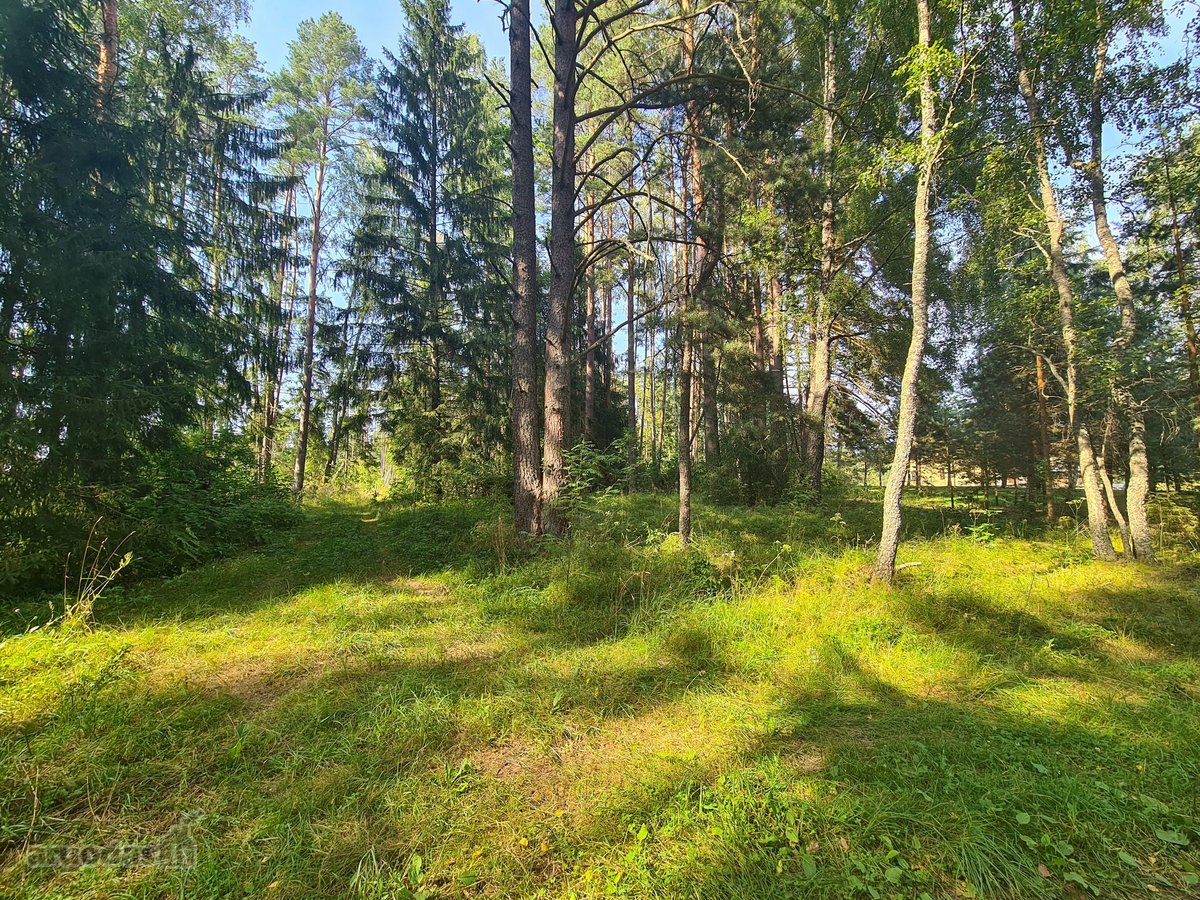 Parduodamas puikus miško sklypas Vilniaus r. - nuotraukos Nr. 3