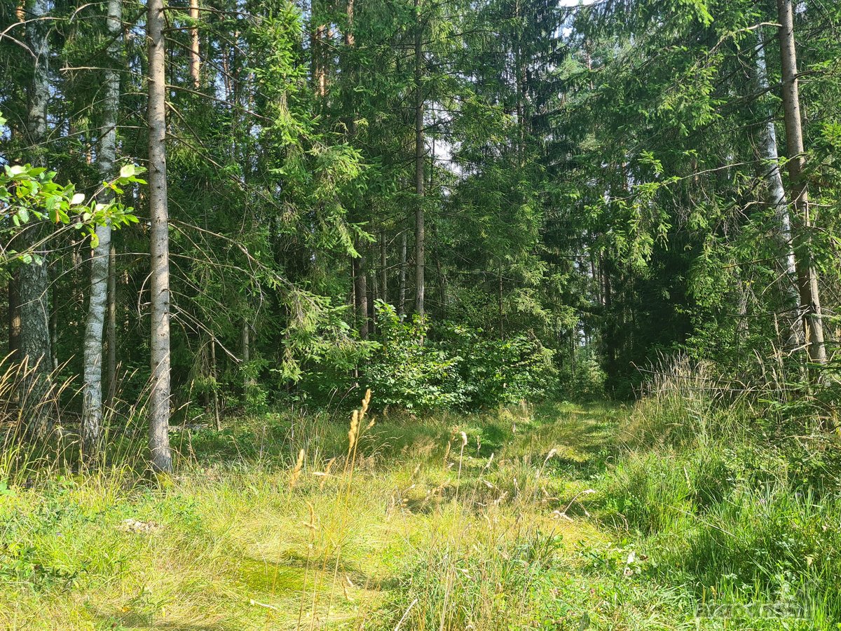 Parduodamas puikus miško sklypas Vilniaus r. - nuotraukos Nr. 2